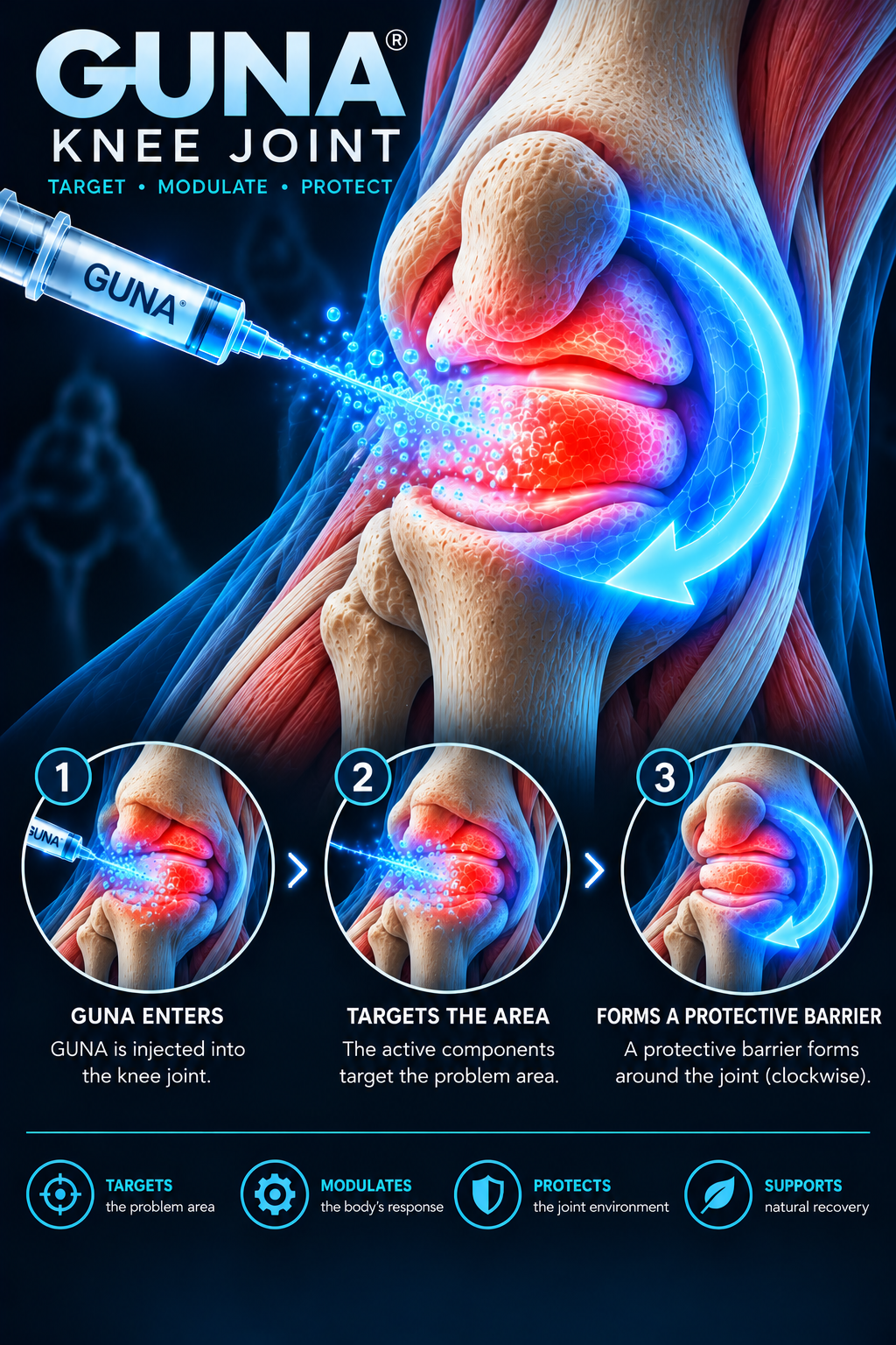 Knee anatomical illustration